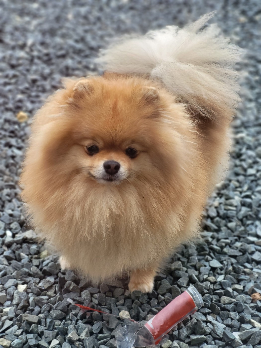 Talya du Diamant d'Or