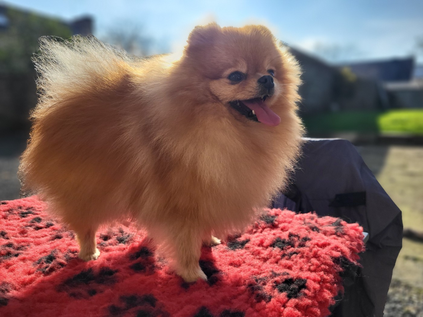 Tweeny  Du Domaine Des Cassanos