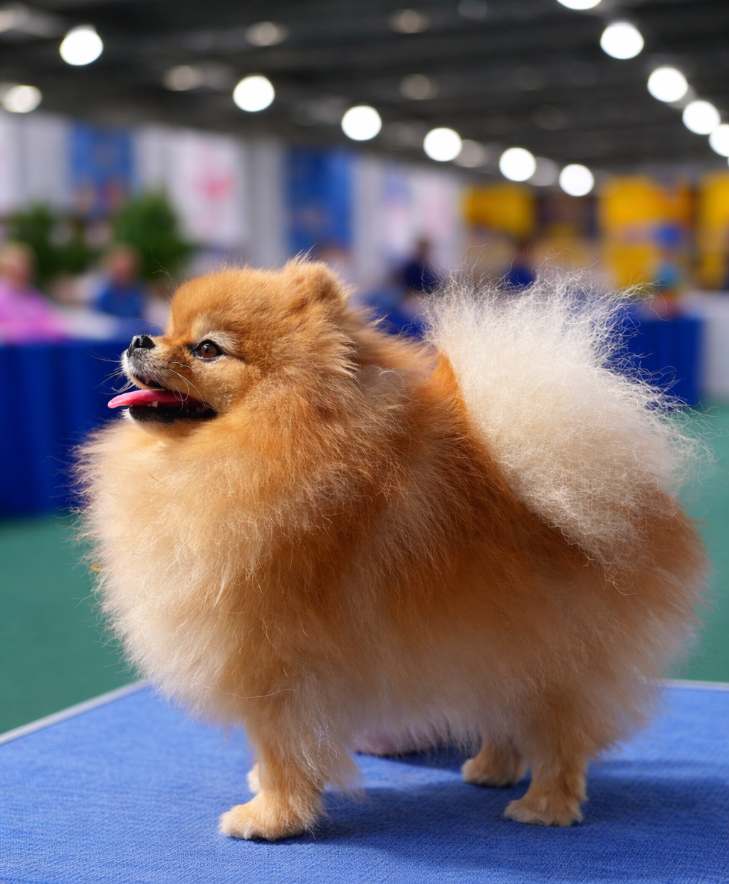 Tweeny Du Domaine Des Cassanos