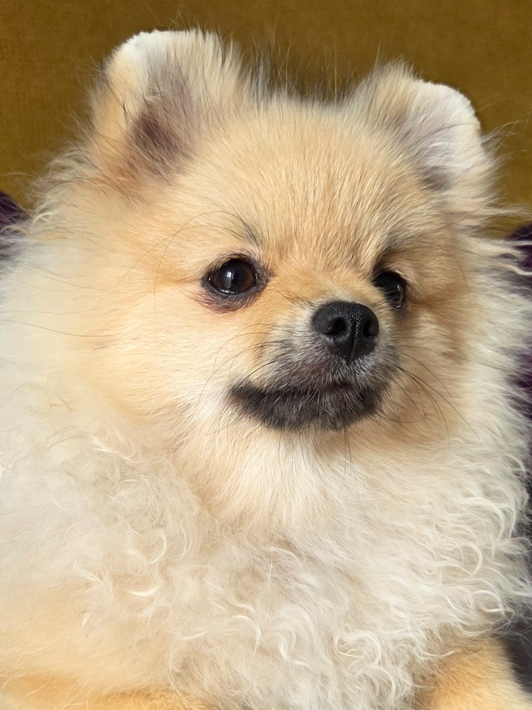 Bébé spitz Lof disponible
