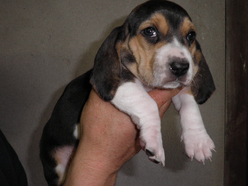photos de chiots