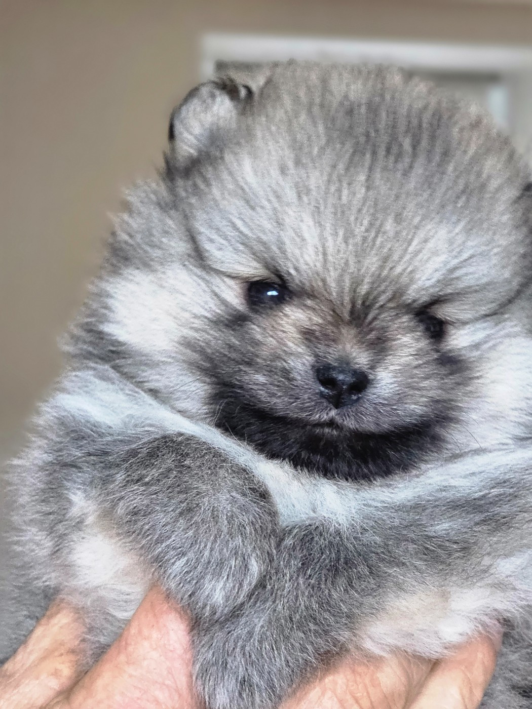 Du Mont Margantin - Chiots disponibles - Spitz allemand