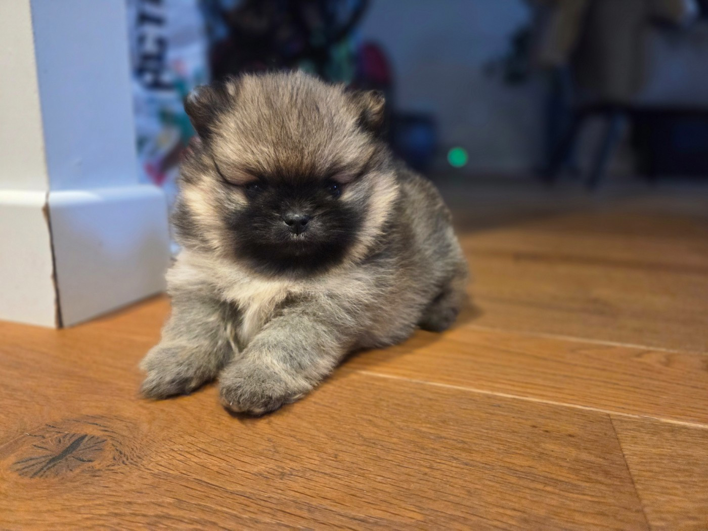 Du Mont Margantin - Chiots disponibles - Spitz allemand