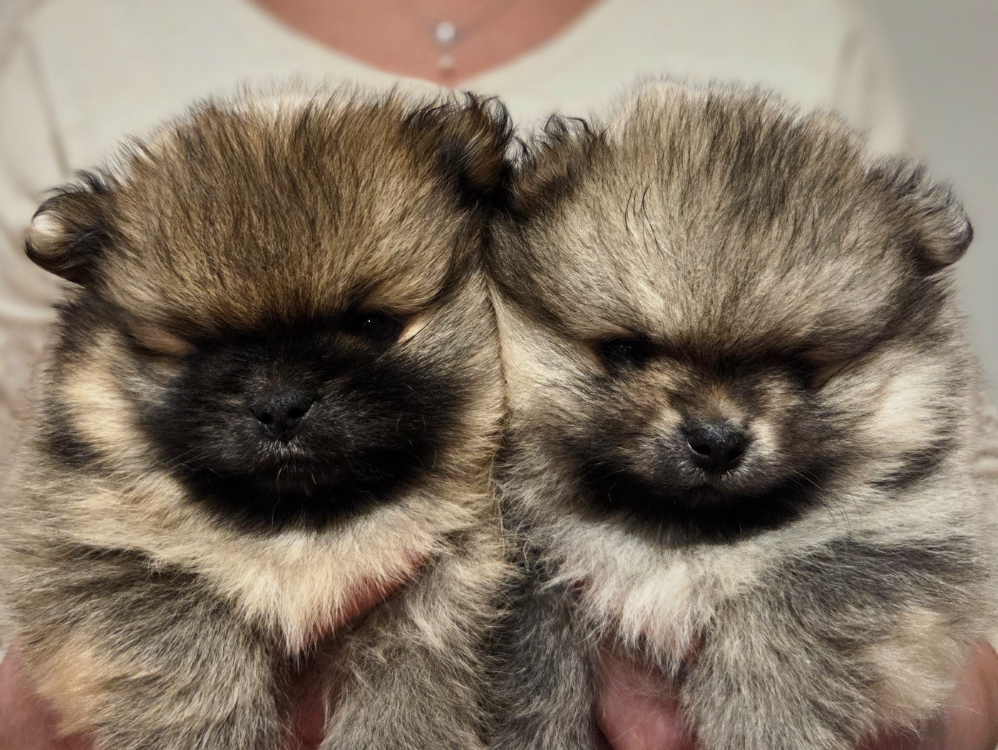 Du Mont Margantin - Spitz allemand - Portée née le 19/12/2025