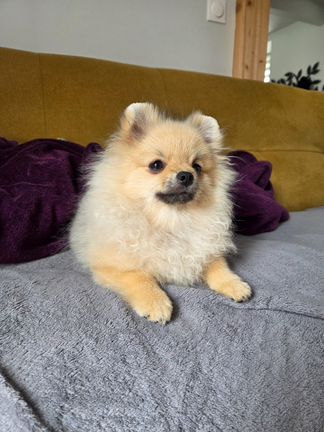 Du Mont Margantin - Chiots disponibles - Spitz allemand